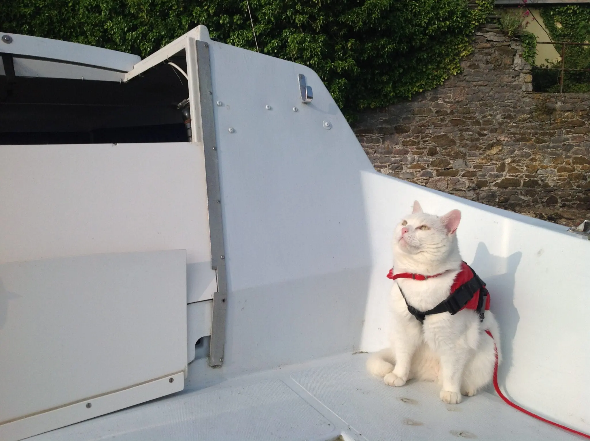 cat in a lifejacket boating is good for you cat in a lifejacket
