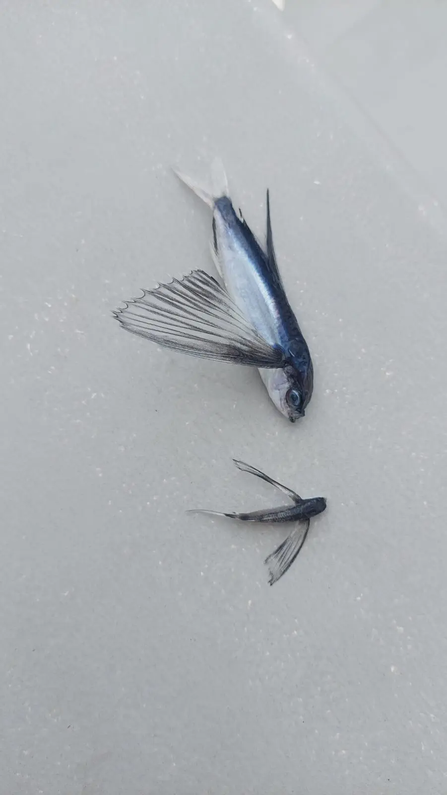 Flying fishes Flying fish landing on D1195 Merlin's deck every night